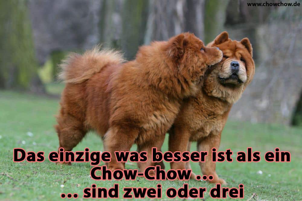 Ein Chow-Chow küsst den anderen