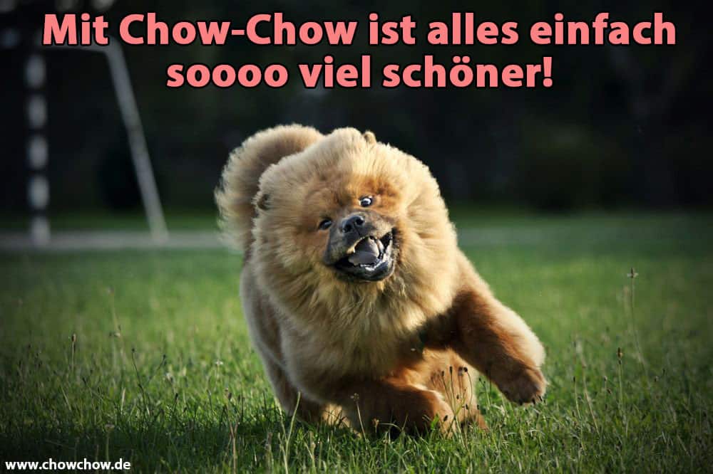 Ein Chow-Chow läuft auf dem Fußballplatz