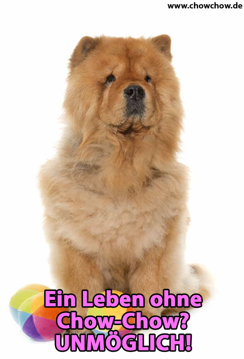 Ein trauriger Chow-Chow