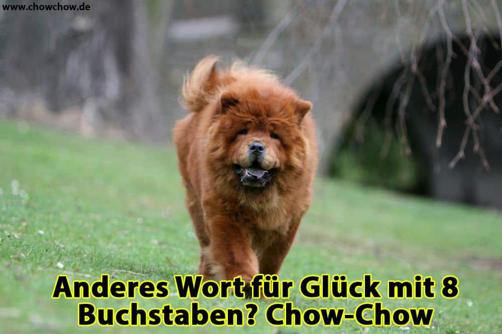 Ein Chow-Chow im Wald