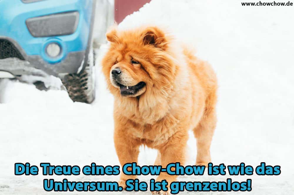 Ein Chow-Chow geht im Schnee