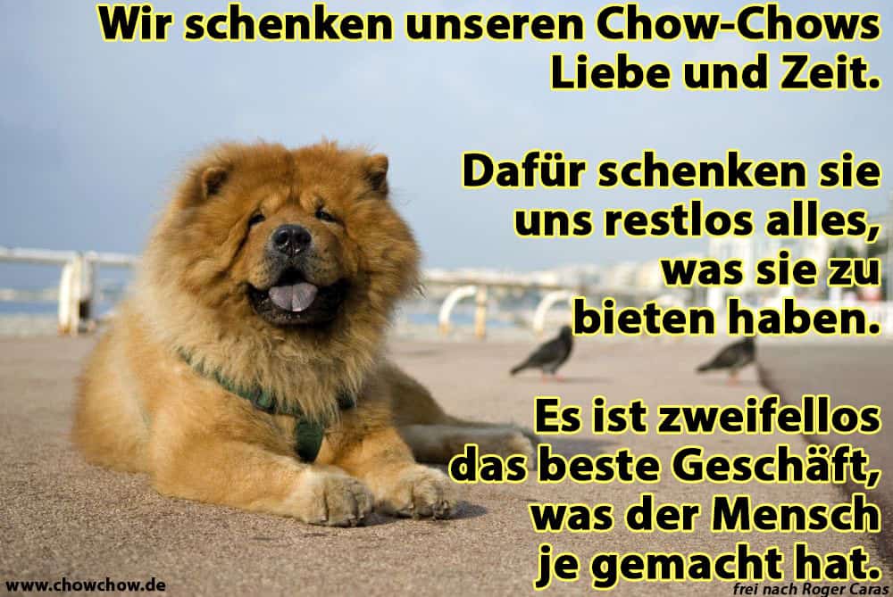 Ein Chow-Chow liegt am Strand