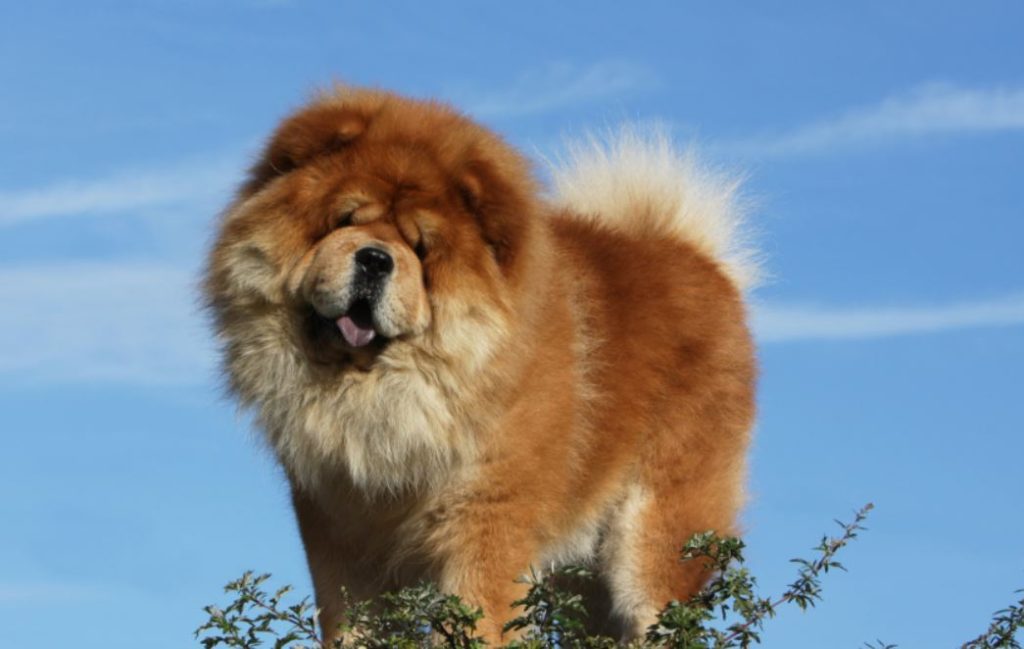 Hunderasse Chow-Chow