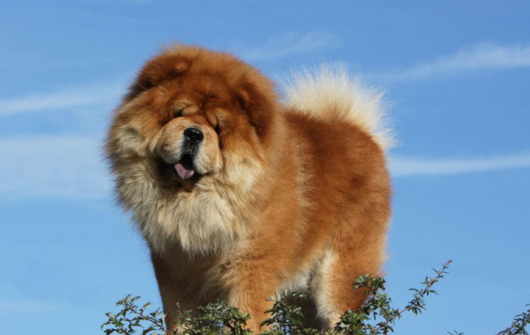 Chow chow welpe