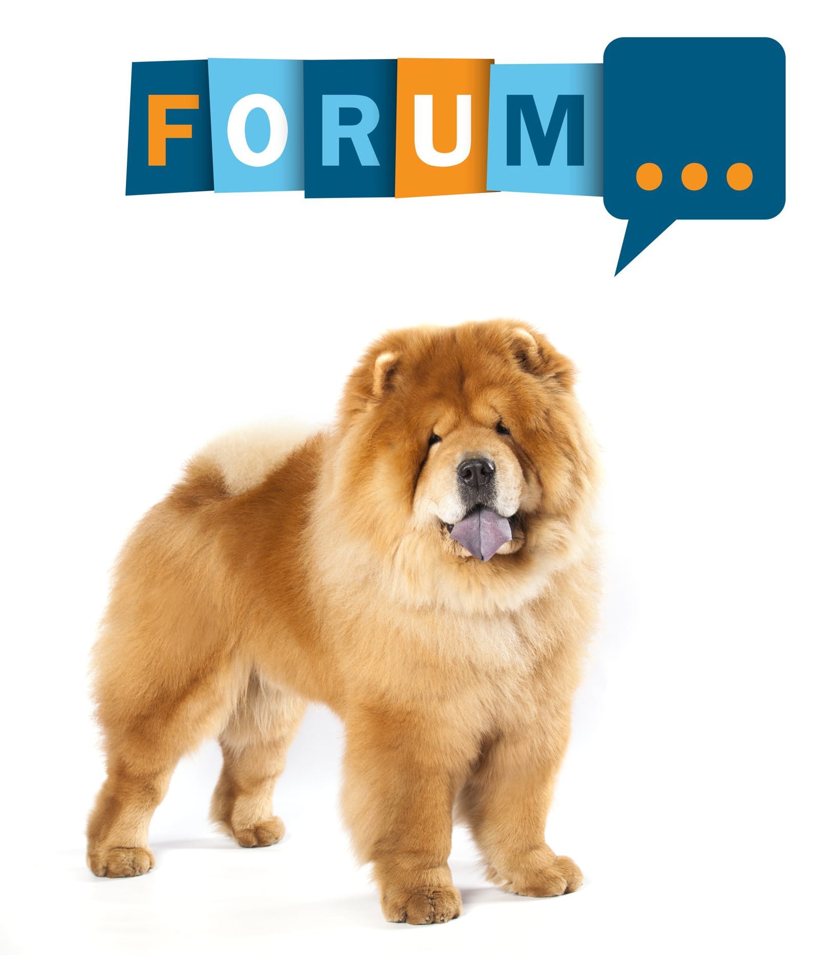 Chow-Chow Forum - Fragen und Antworten zum Chow-Chow