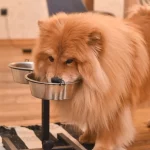 Chow-Chow frisst sein Futter in einem erhöhten Futternapf
