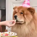 Chow-Chow mit Partyhut isst Gebrutstagskuchen.