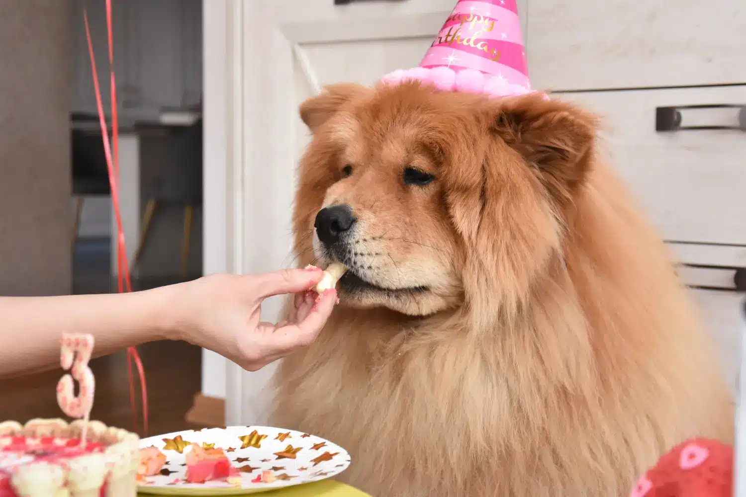 Chow-Chow mit Partyhut isst Gebrutstagskuchen.