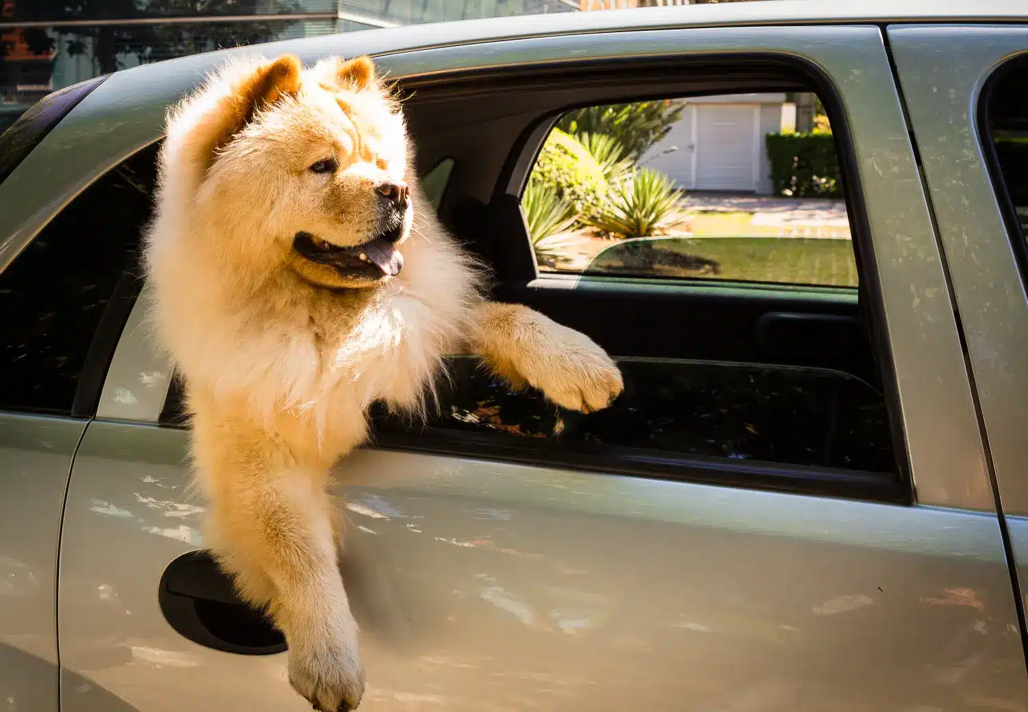 Einstiegsschutz Auto Hund: So bleibt dein Auto sauber und dein Hund sicher!  