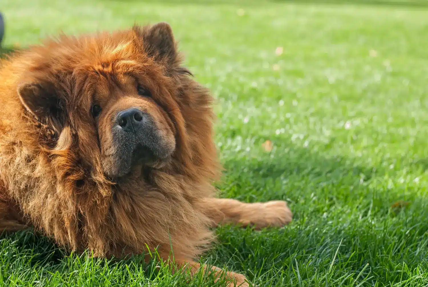 Chow-Chow liegt auf einer Wiese und schaut traurig.