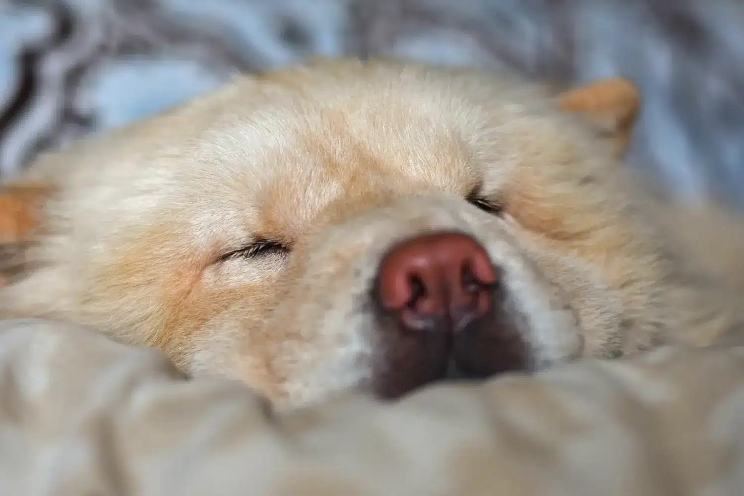 Chow-Chow schläft friedlich. 