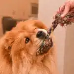 Chow-Chow und Besitzer spielen mit buntem Zerrseil.