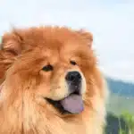 Chow-Chow streckt seine blaue Zunge heraus.