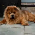 Ungepflegter Chow-Chow liegt auf einem Gehweg.