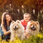 Pärchen sitzt mit zwei Chow-Chows auf einer Wiese im Abendlicht.