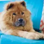 Chow-Chow Anzeigen
