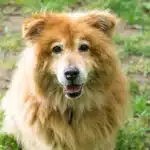 Chow-Chow-Akita Mischling sitz auf Gras.