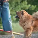 Chow-Chow an der Leine blickt aufmerksam zum Besitzer hoch.