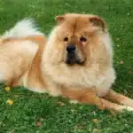 Chow-Chow liegt auf einer Wiese.
