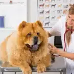 Tierärztin untersucht Chow-Chow auf Behandlungstisch.