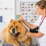 Tierärztin verabreicht dem Chow-Chow ein Spot-on gegen Parasiten.