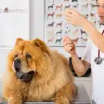 Tierärztin bereitet Spritze für einen Chow-Chow in der Praxis vor.