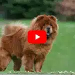 Chow-Chow Videos