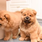 Zwei hellbraune Chow-Chow Welpen.