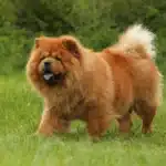Chow-Chow geht über eine Wiese.