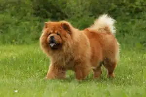 Mehr über den Artikel erfahren Chow-Chow Züchter