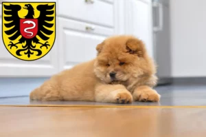 Mehr über den Artikel erfahren Chow-Chow Züchter und Welpen in Aalen