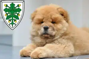 Mehr über den Artikel erfahren Chow-Chow Züchter und Welpen in Aichach