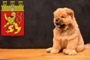 Mehr über den Artikel erfahren Chow-Chow Züchter und Welpen in Altenkirchen (Westerwald)