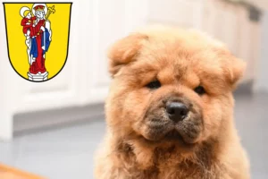 Mehr über den Artikel erfahren Chow-Chow Züchter und Welpen in Altötting