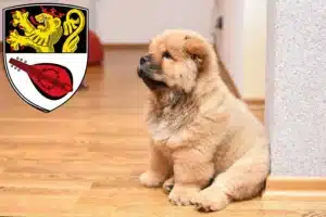 Mehr über den Artikel erfahren Chow-Chow Züchter und Welpen in Alzey