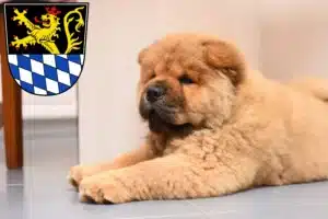 Mehr über den Artikel erfahren Chow-Chow Züchter und Welpen in Amberg