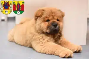 Mehr über den Artikel erfahren Chow-Chow Züchter und Welpen in Annaberg-Buchholz
