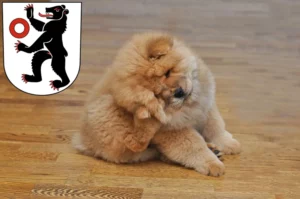 Mehr über den Artikel erfahren Chow-Chow Züchter und Welpen in Appenzell