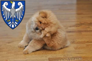 Mehr über den Artikel erfahren Chow-Chow Züchter und Welpen in Arnsberg