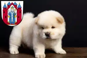Mehr über den Artikel erfahren Chow-Chow Züchter und Welpen in Aschaffenburg