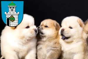 Mehr über den Artikel erfahren Chow-Chow Züchter und Welpen in Bad Belzig
