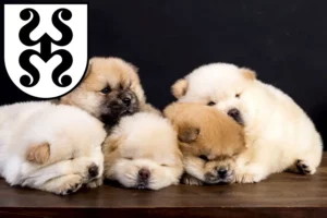 Mehr über den Artikel erfahren Chow-Chow Züchter und Welpen in Bad Dürkheim