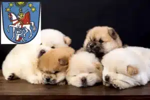 Mehr über den Artikel erfahren Chow-Chow Züchter und Welpen in Bad Ems