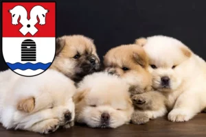 Mehr über den Artikel erfahren Chow-Chow Züchter und Welpen in Bad Fallingbostel
