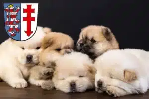 Mehr über den Artikel erfahren Chow-Chow Züchter und Welpen in Bad Hersfeld