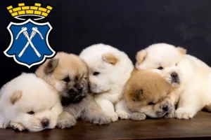 Mehr über den Artikel erfahren Chow-Chow Züchter und Welpen in Bad Homburg vor der Höhe