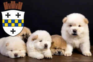 Mehr über den Artikel erfahren Chow-Chow Züchter und Welpen in Bad Kreuznach