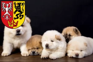 Mehr über den Artikel erfahren Chow-Chow Züchter und Welpen in Bad Neuenahr-Ahrweiler
