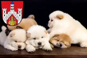 Mehr über den Artikel erfahren Chow-Chow Züchter und Welpen in Bad Neustadt an der Saale