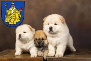Mehr über den Artikel erfahren Chow-Chow Züchter und Welpen in Bad Salzungen